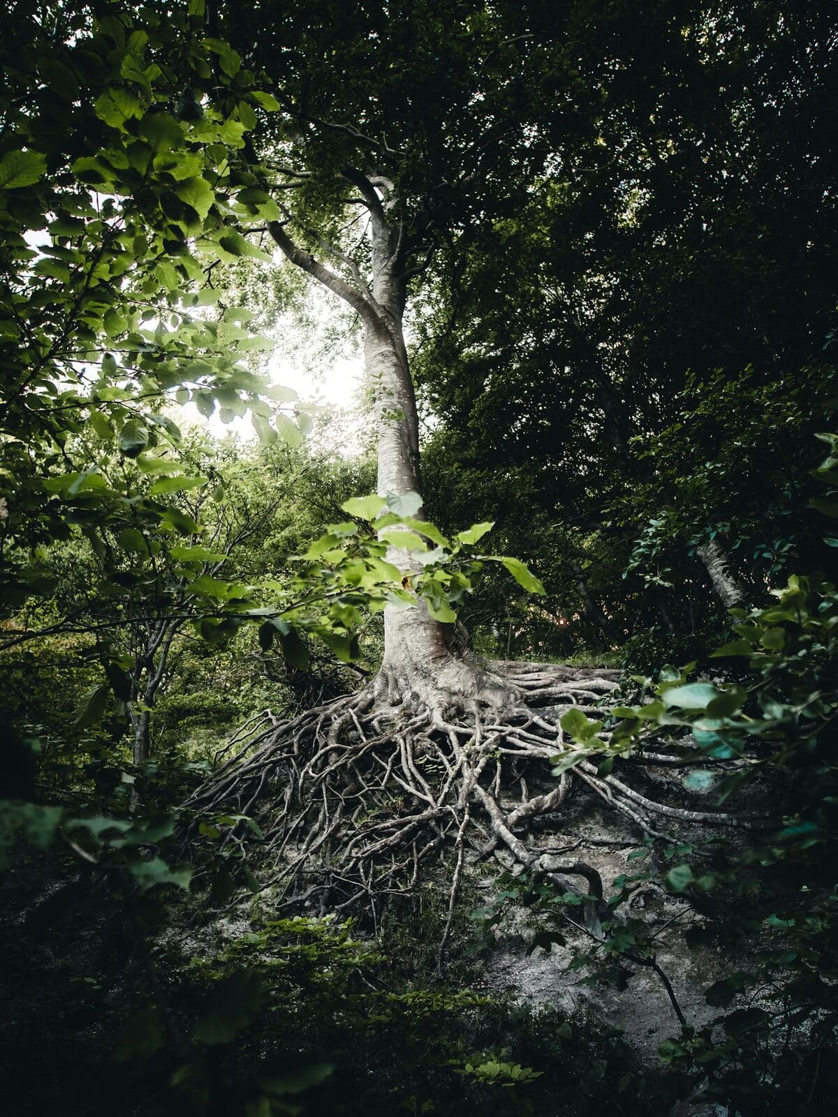 A seedling rooting deep into the soil